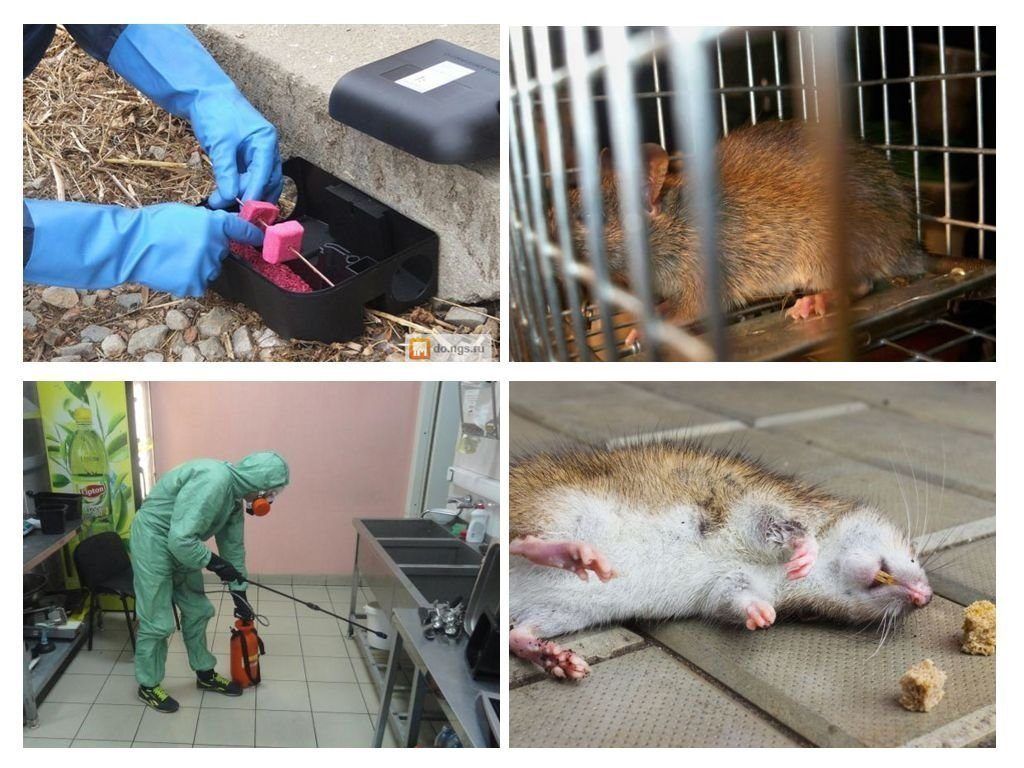 Фирма по уничтожению грызунов, крыс и мышей в Братске