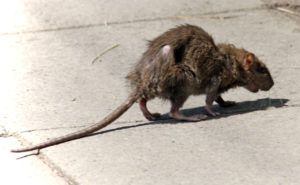 Фирма по уничтожению грызунов, крыс и мышей в Братске