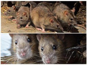 Травить грызунов крыс и мышей в Братске