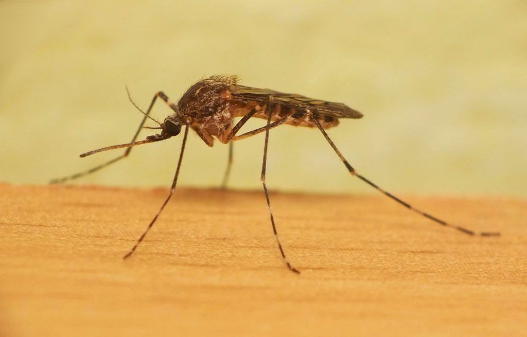 Уничтожение комаров в Братске