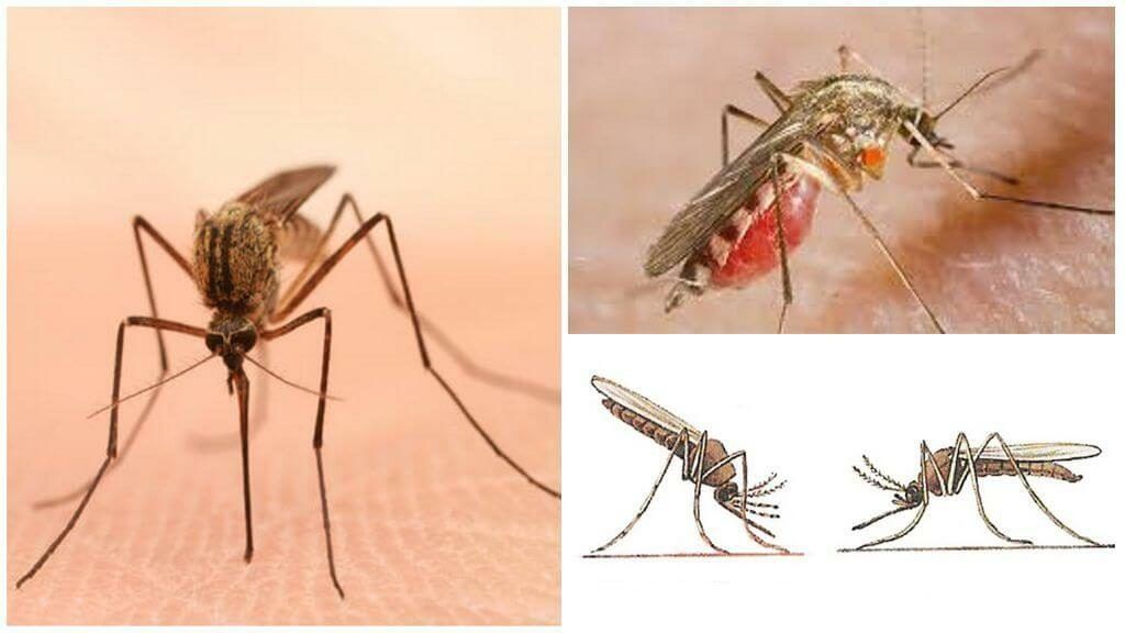 Уничтожение комаров в Братске
