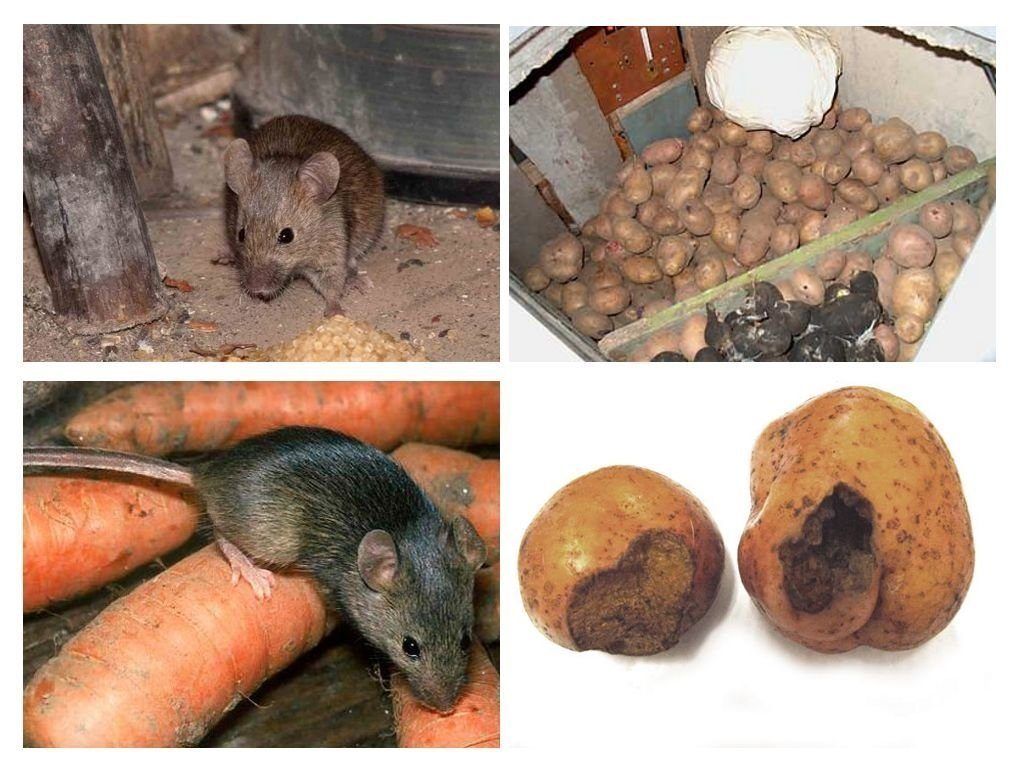 Обработка от грызунов крыс и мышей в Братске