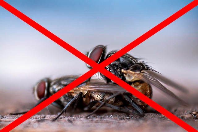 Профессиональное уничтожение мух в Братске с гарантией