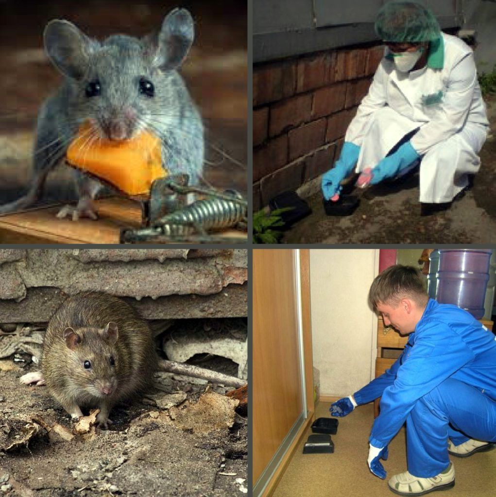 Дезинфекция от грызунов, крыс и мышей в Братске