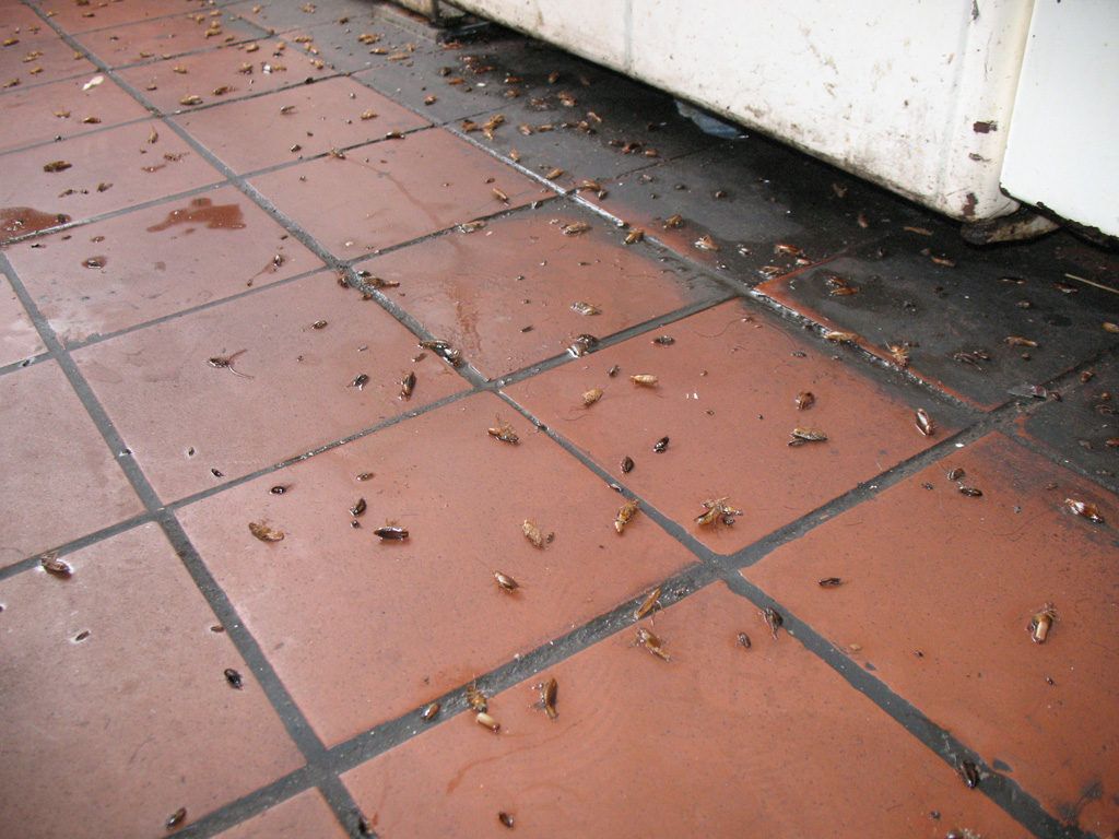 Уничтожение тараканов в квартире в Братске 