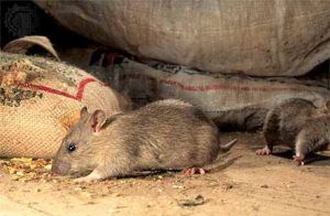 Дератизация от грызунов от крыс и мышей в Братске