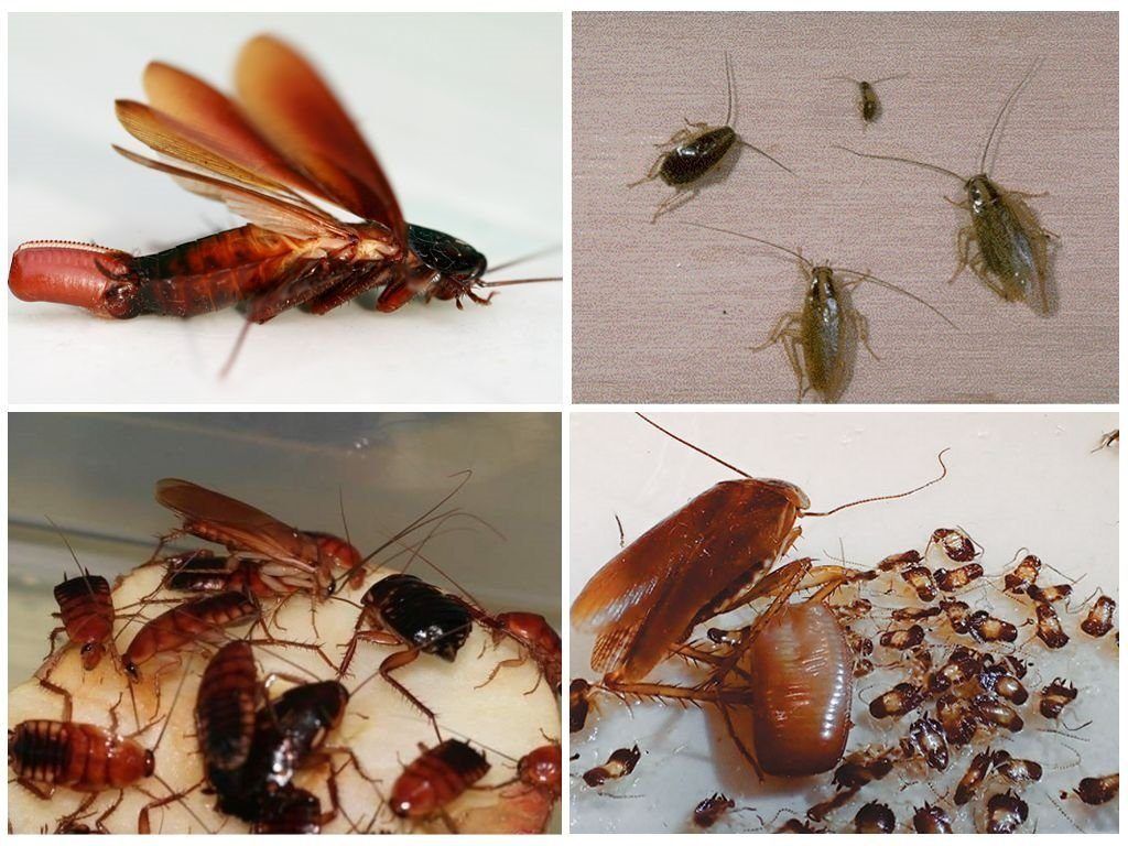 Уничтожение тараканов в квартире в Братске 