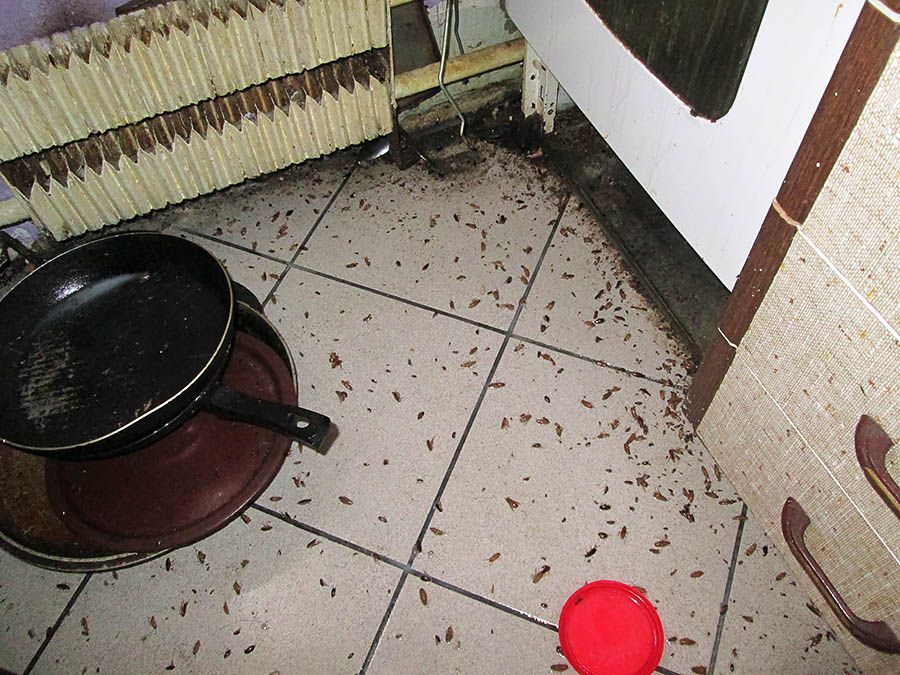 Санэпидемстанция от тараканов в Братске, вызвать, цены